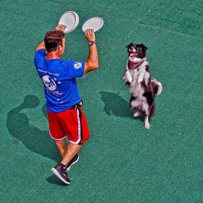 K9s In Flight - Homeless To High Flying - Frisbee Dog Show
