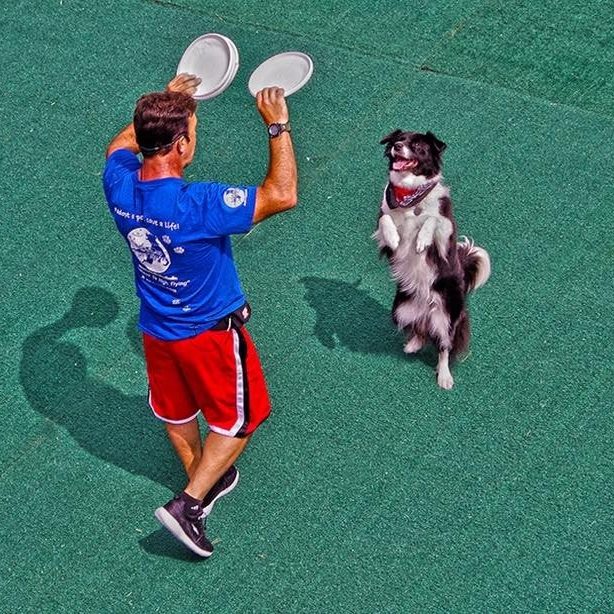 K9s In Flight - Homeless To High Flying - Frisbee Dog Show