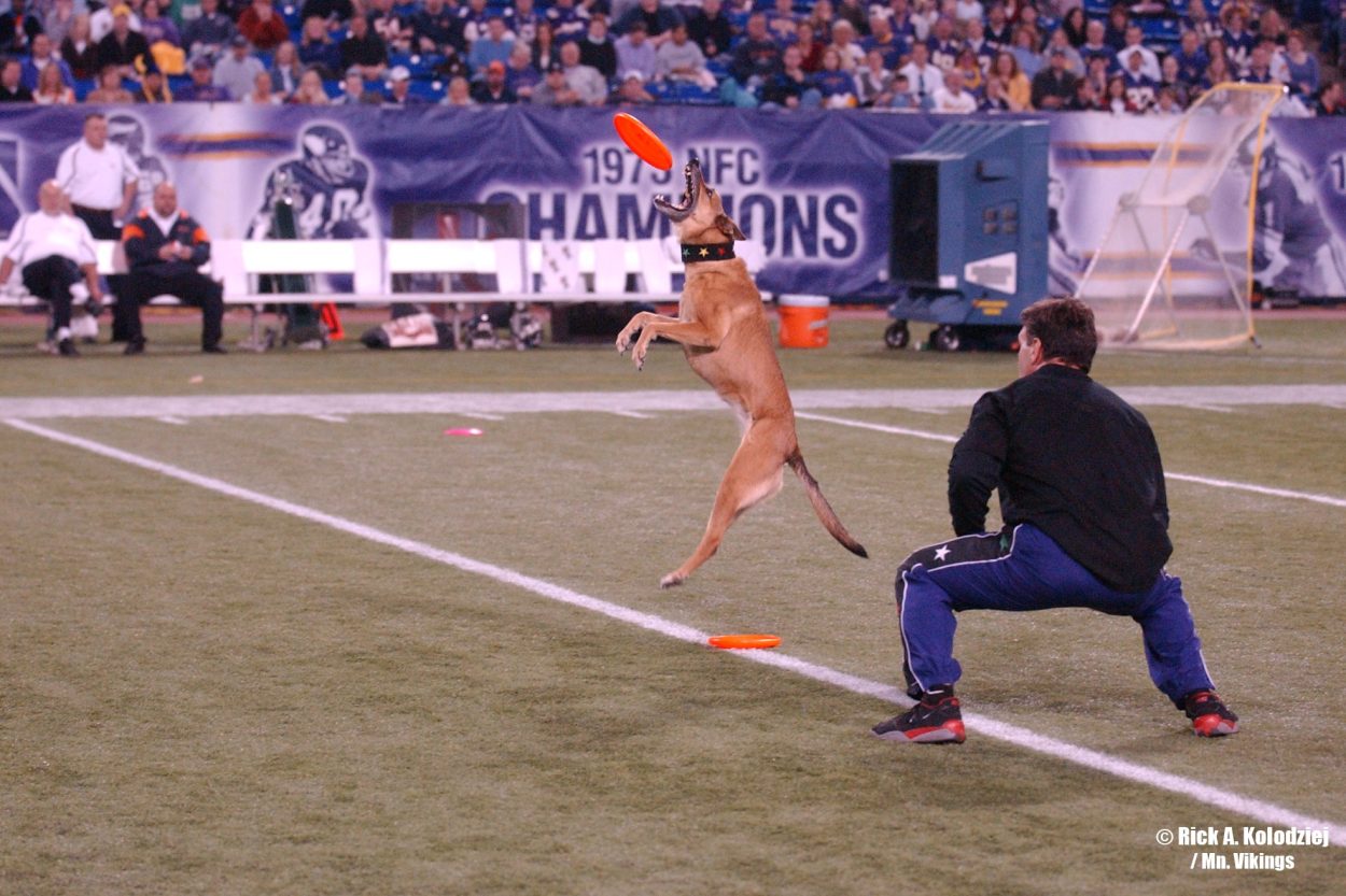 K9s In Flight - Homeless To High Flying - Frisbee Dog Show