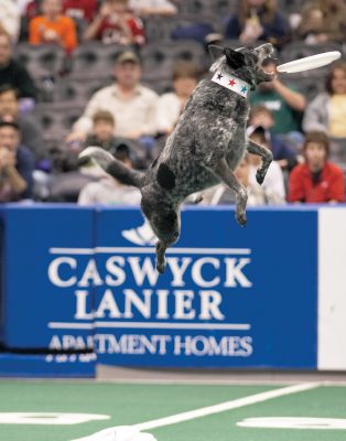 K9s In Flight - Homeless To High Flying - Frisbee Dog Show