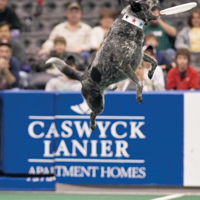 K9s In Flight - Homeless To High Flying - Frisbee Dog Show