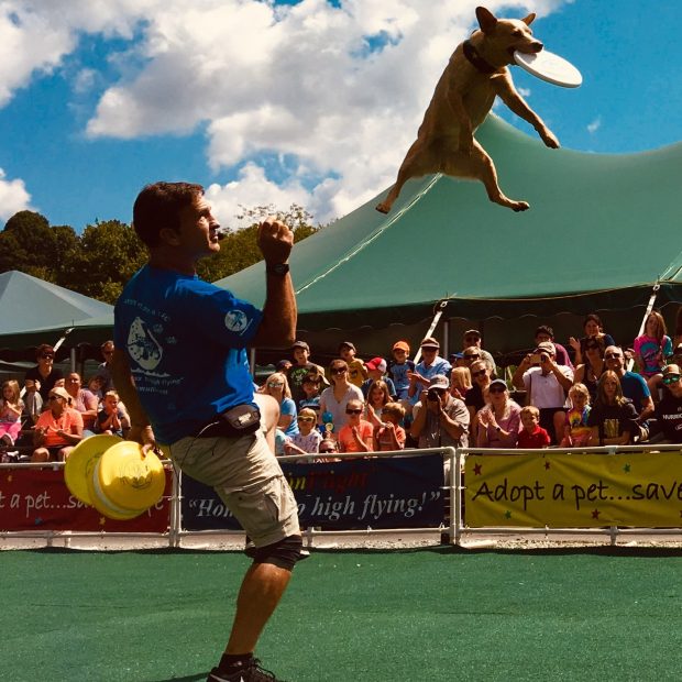 K9s In Flight - Homeless To High Flying - Frisbee Dog Show