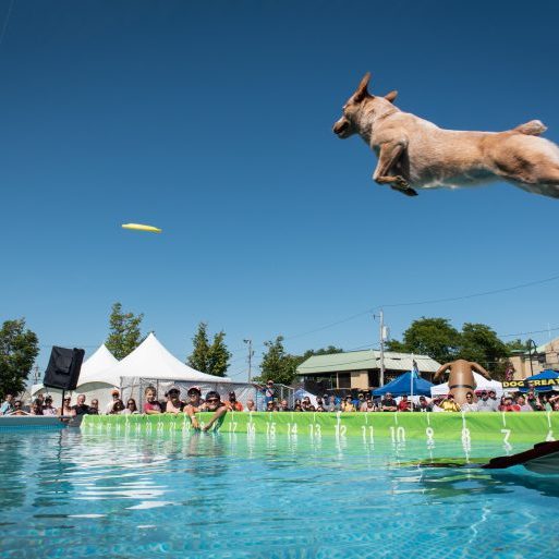 K9s In Flight - Homeless To High Flying - Frisbee Dog Show