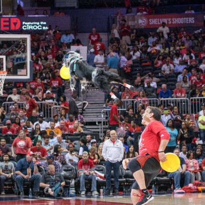 K9s In Flight - Homeless To High Flying - Frisbee Dog Show