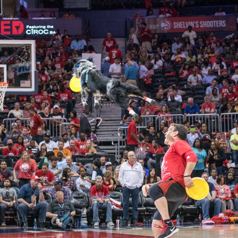 K9s In Flight - Homeless To High Flying - Frisbee Dog Show