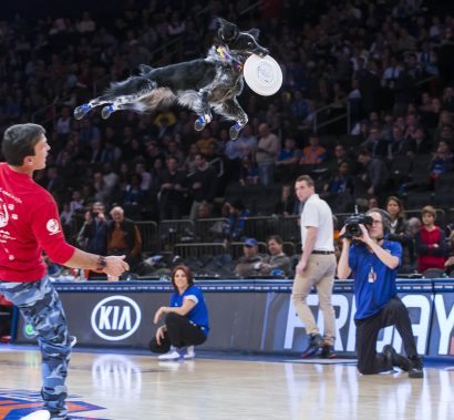 K9s In Flight - Homeless To High Flying - Frisbee Dog Show