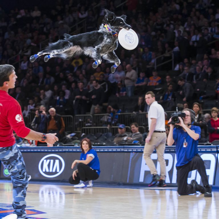 K9s In Flight - Homeless To High Flying - Frisbee Dog Show