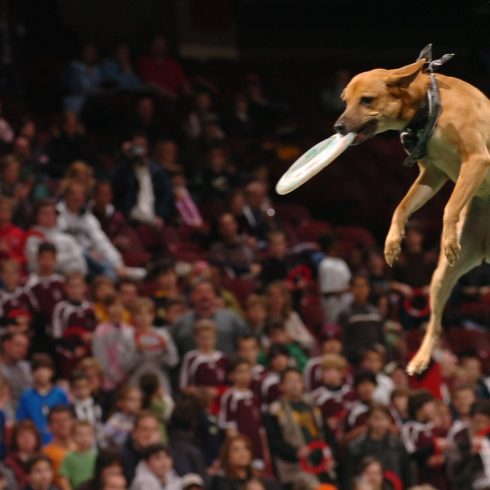 K9s In Flight - Homeless To High Flying - Frisbee Dog Show