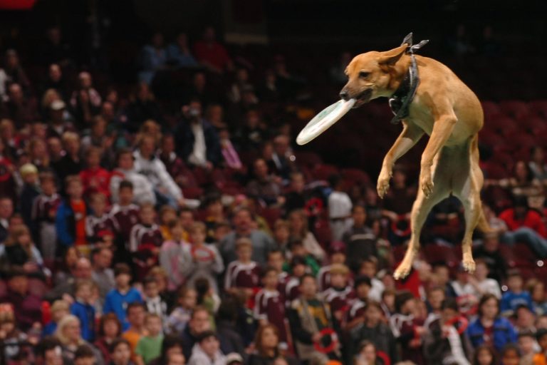 K9s In Flight - Homeless To High Flying - Frisbee Dog Show