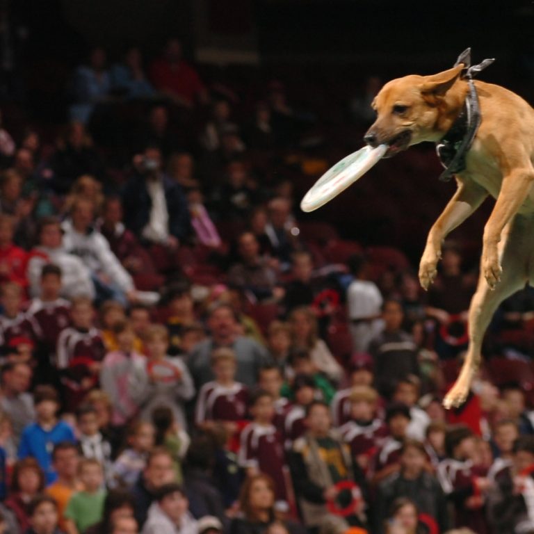 K9s In Flight - Homeless To High Flying - Frisbee Dog Show