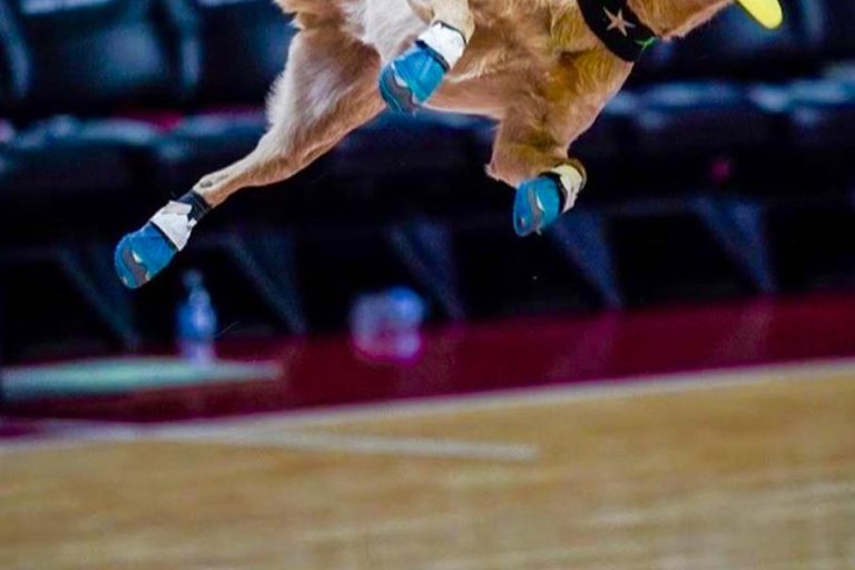 K9s In Flight – Homeless To High Flying – Frisbee Dog Show K9s In Flight - Homeless To High Flying - Frisbee Dog Show