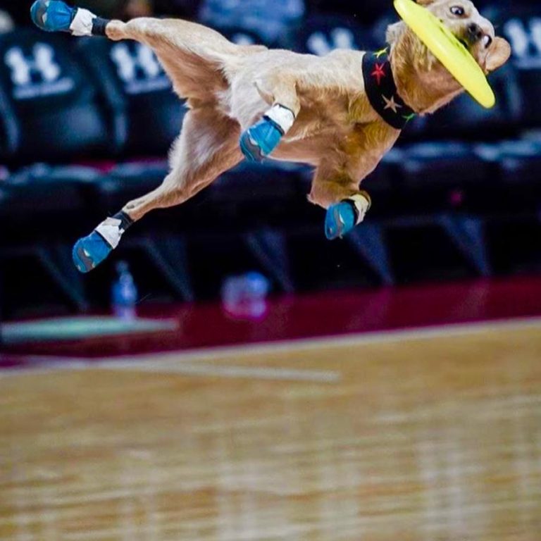 K9s In Flight - Homeless To High Flying - Frisbee Dog Show