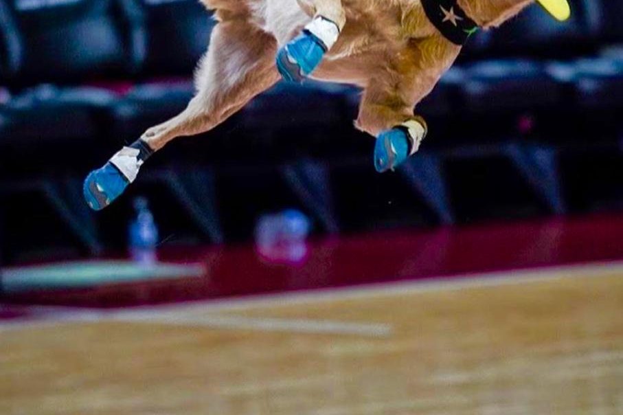 K9s In Flight - Homeless To High Flying - Frisbee Dog Show
