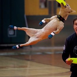 K9s In Flight - Homeless To High Flying - Frisbee Dog Show