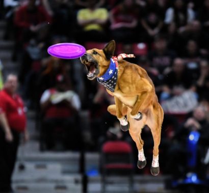 K9s In Flight - Homeless To High Flying - Frisbee Dog Show