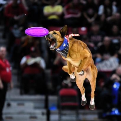 K9s In Flight - Homeless To High Flying - Frisbee Dog Show