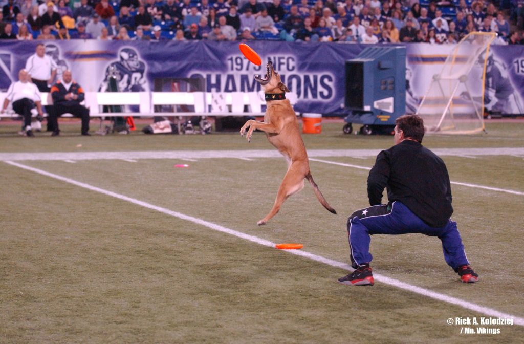 K9s In Flight - Homeless To High Flying - Frisbee Dog Show
