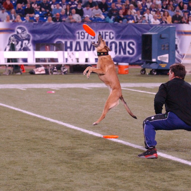 K9s In Flight - Homeless To High Flying - Frisbee Dog Show