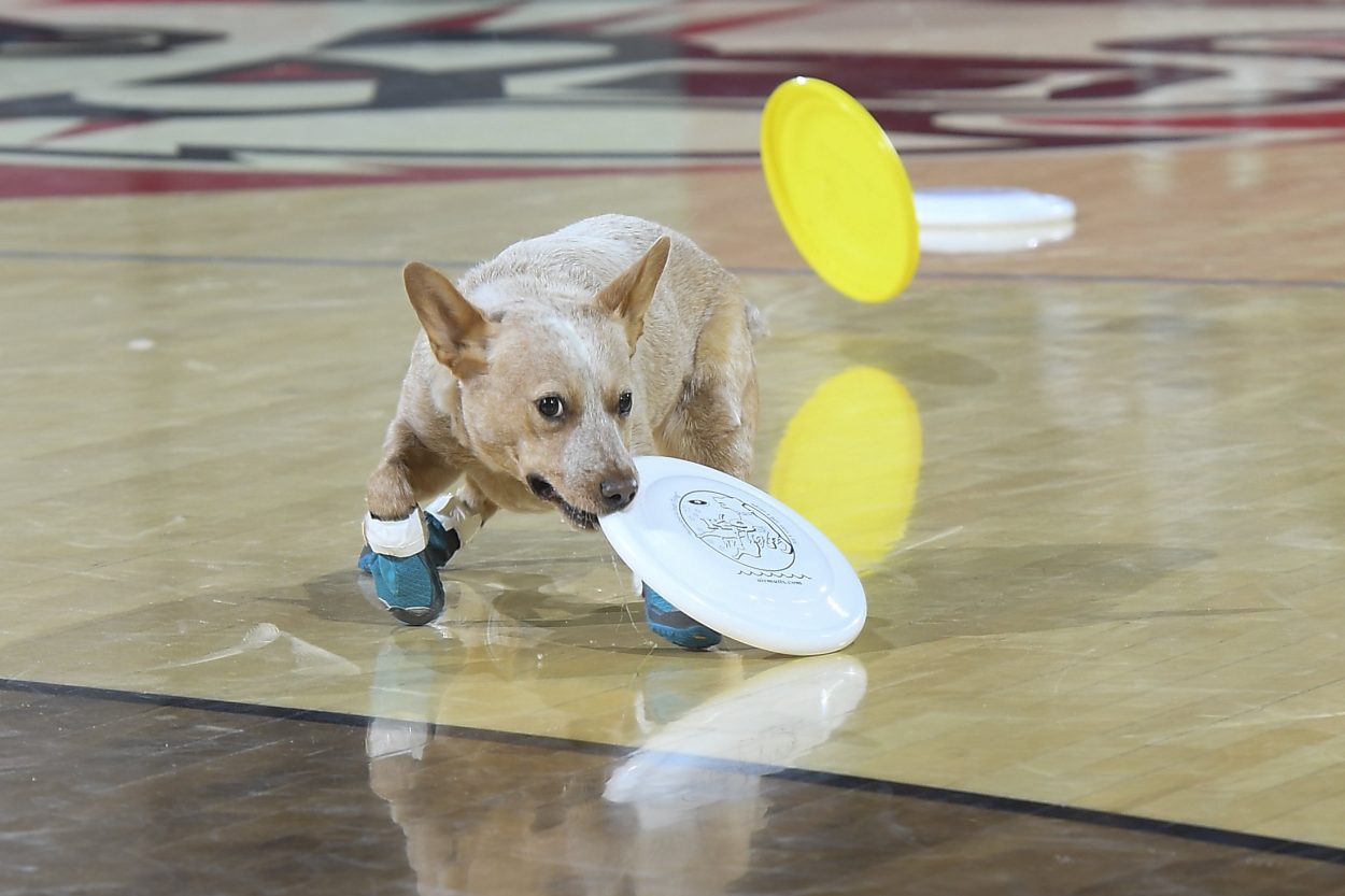 K9s In Flight – Homeless To High Flying – Frisbee Dog Show K9s In Flight - Homeless To High Flying - Frisbee Dog Show