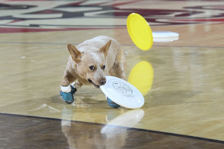 K9s In Flight – Homeless To High Flying – Frisbee Dog Show K9s In Flight - Homeless To High Flying - Frisbee Dog Show