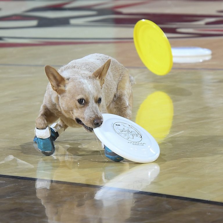 K9s In Flight - Homeless To High Flying - Frisbee Dog Show
