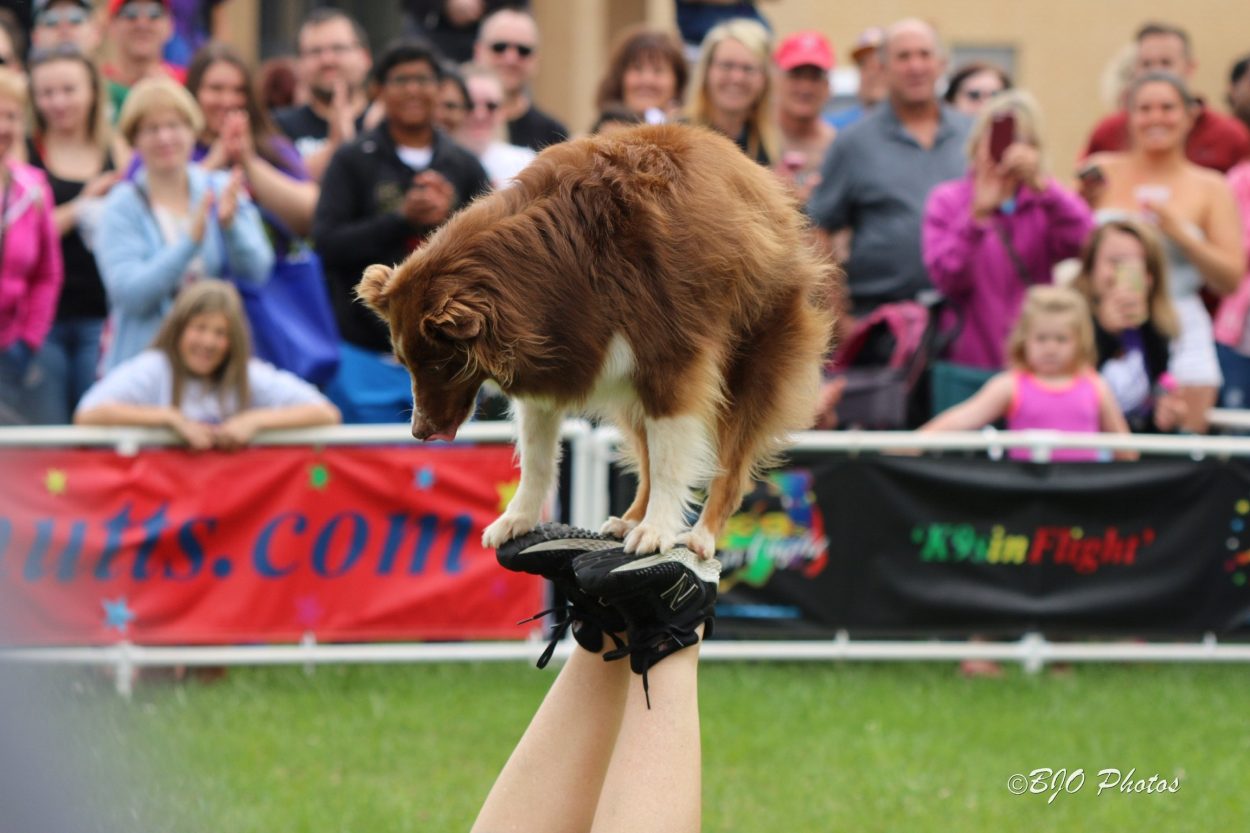 K9s In Flight - Homeless To High Flying - Frisbee Dog Show