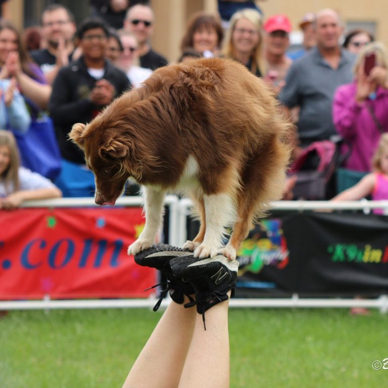 K9s In Flight - Homeless To High Flying - Frisbee Dog Show