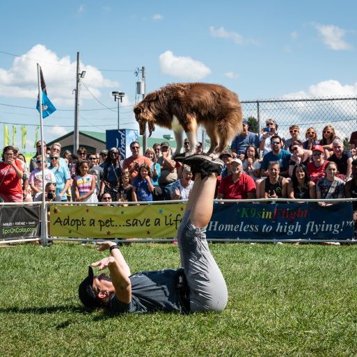 K9s In Flight - Homeless To High Flying - Frisbee Dog Show