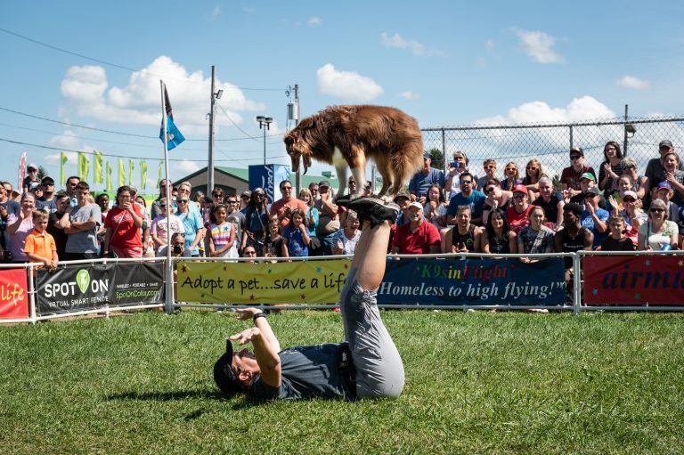 K9s In Flight - Homeless To High Flying - Frisbee Dog Show