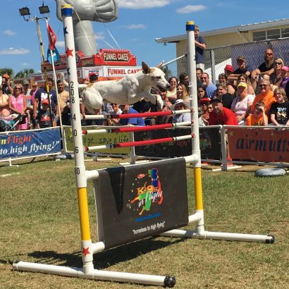K9s In Flight - Homeless To High Flying - Frisbee Dog Show