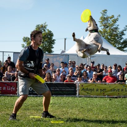 K9s In Flight - Homeless To High Flying - Frisbee Dog Show