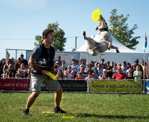 K9s In Flight - Homeless To High Flying - Frisbee Dog Show