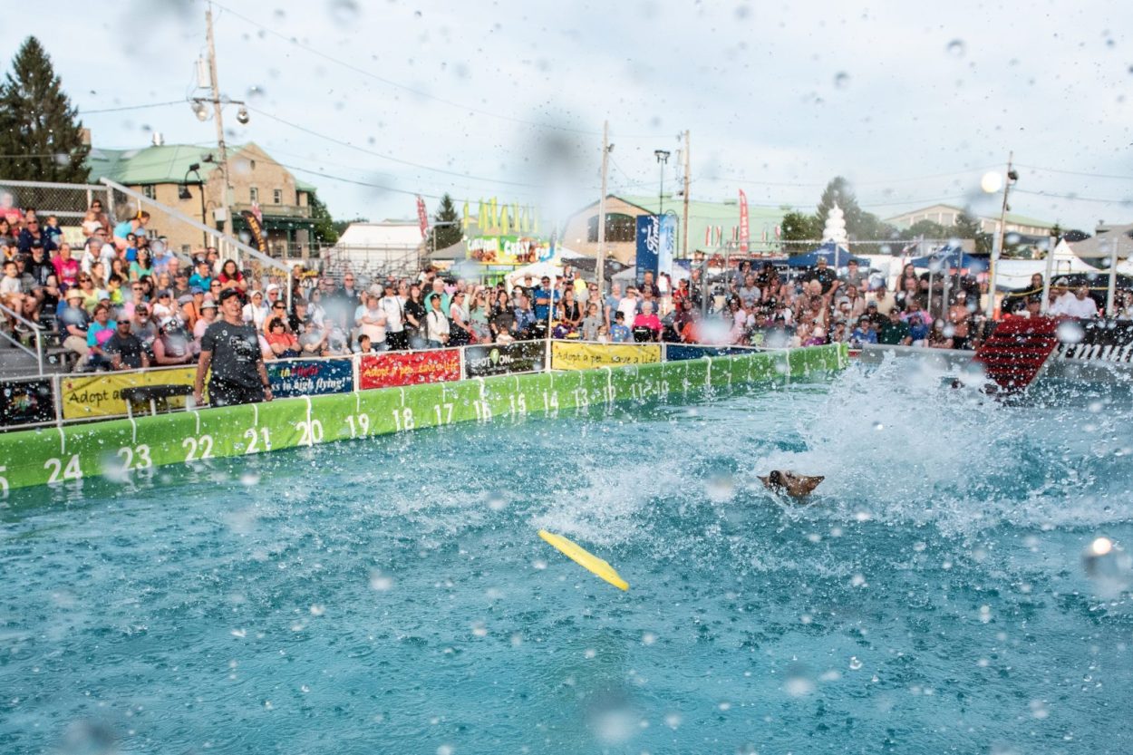 K9s In Flight - Homeless To High Flying - Frisbee Dog Show