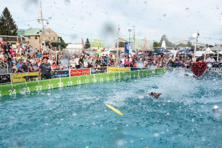 K9s In Flight – Homeless To High Flying – Frisbee Dog Show K9s In Flight - Homeless To High Flying - Frisbee Dog Show
