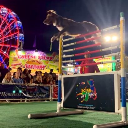 K9s In Flight - Homeless To High Flying - Frisbee Dog Show