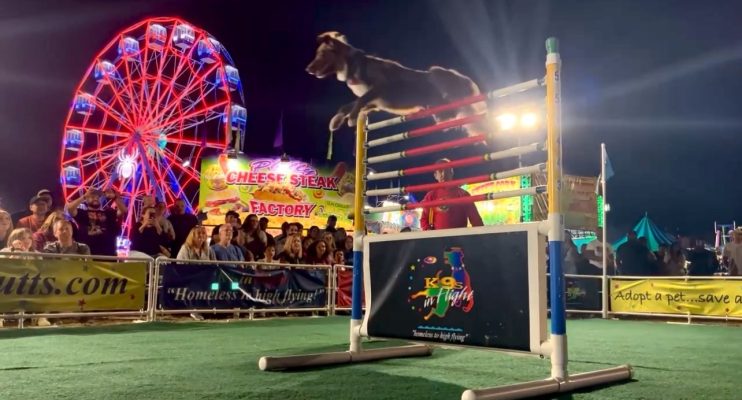 K9s In Flight - Homeless To High Flying - Frisbee Dog Show
