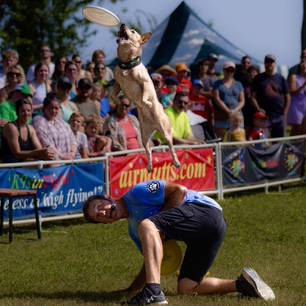 K9s In Flight - Homeless To High Flying - Frisbee Dog Show