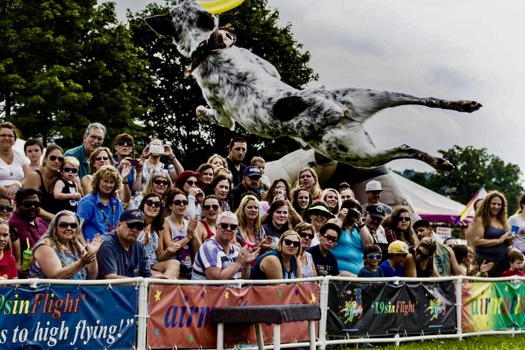 K9s In Flight - Homeless To High Flying - Frisbee Dog Show