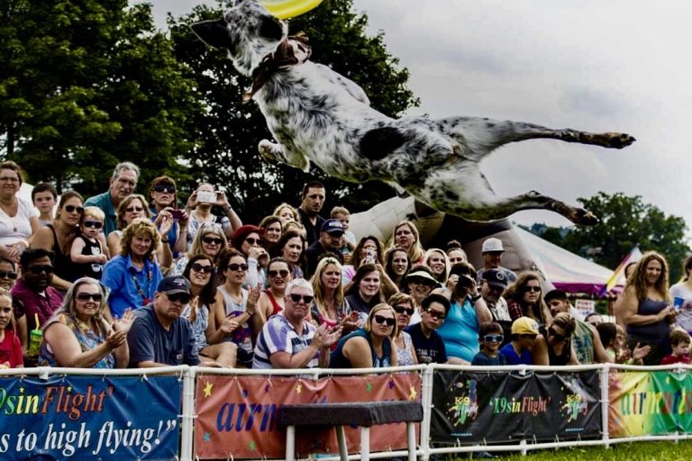 K9s In Flight – Homeless To High Flying – Frisbee Dog Show K9s In Flight - Homeless To High Flying - Frisbee Dog Show