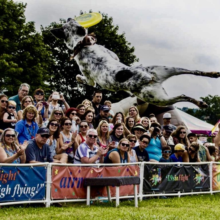 K9s In Flight - Homeless To High Flying - Frisbee Dog Show