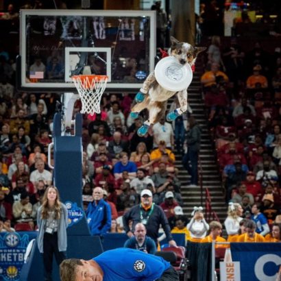 K9s In Flight - Homeless To High Flying - Frisbee Dog Show