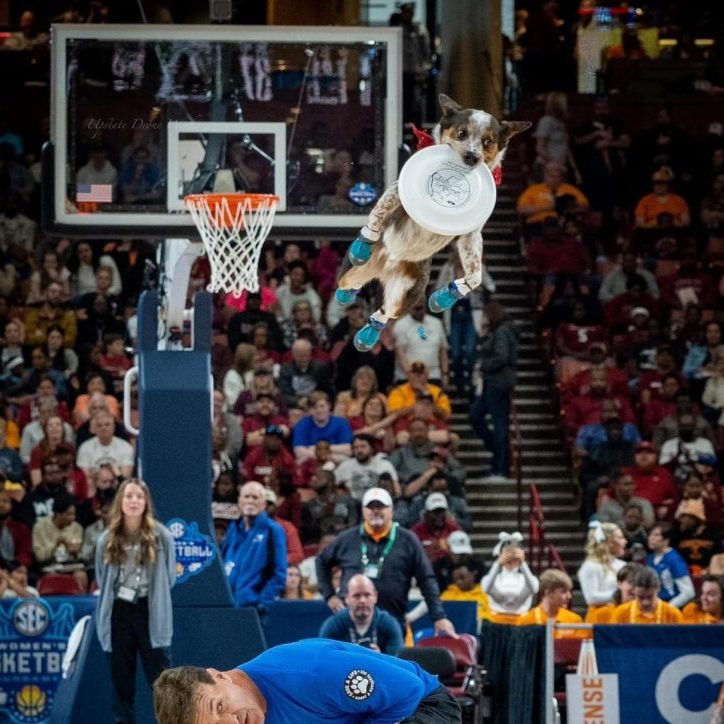 K9s In Flight - Homeless To High Flying - Frisbee Dog Show