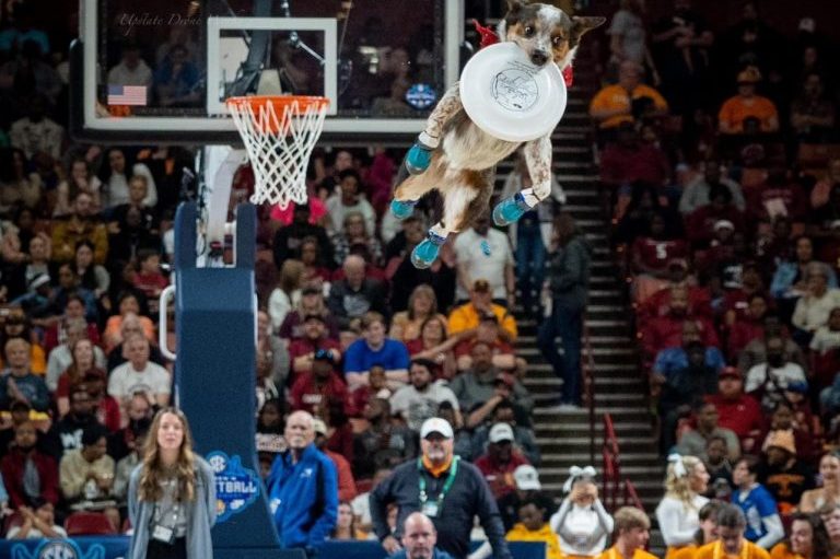K9s In Flight - Homeless To High Flying - Frisbee Dog Show
