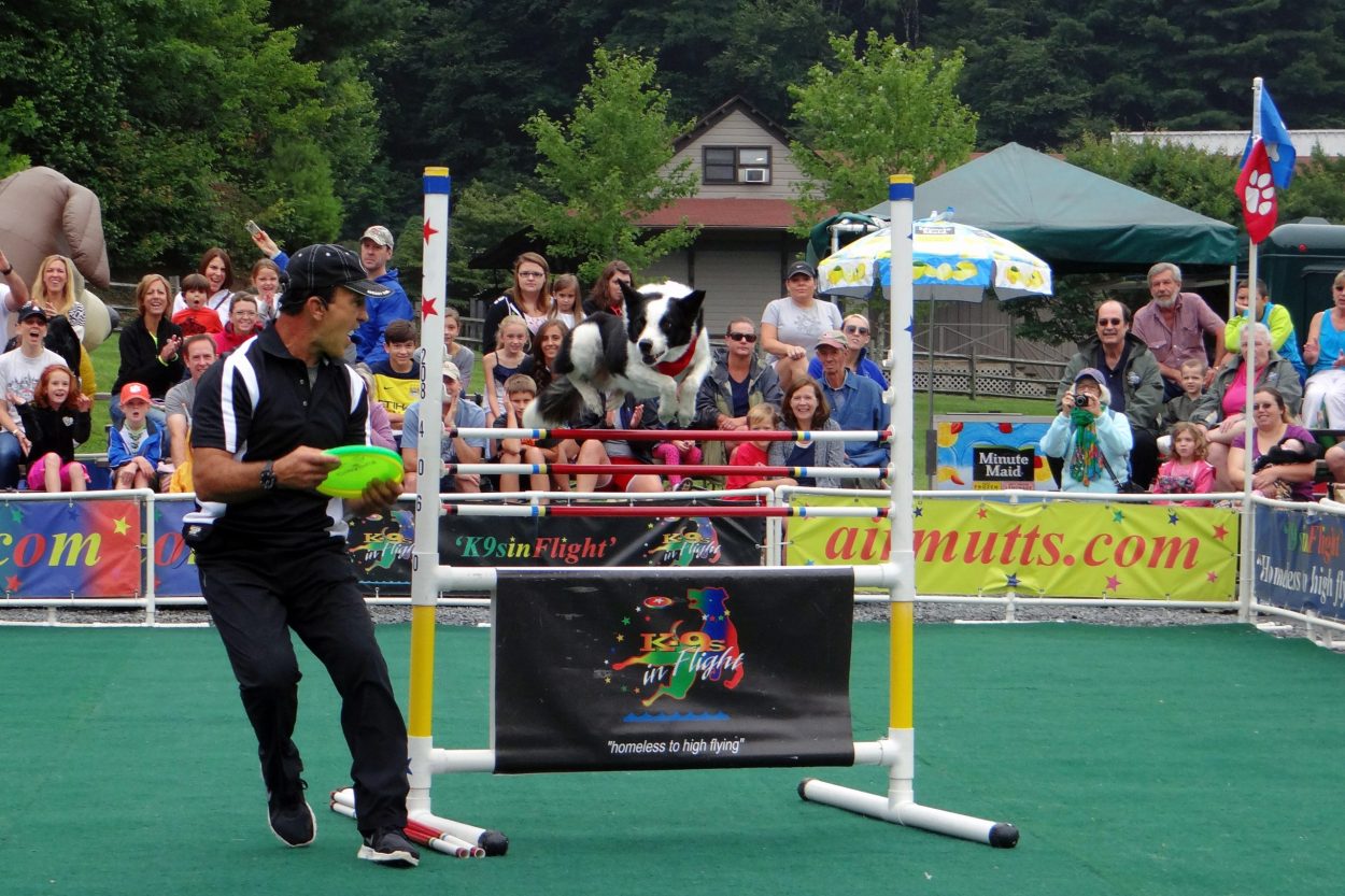 K9s In Flight - Homeless To High Flying - Frisbee Dog Show