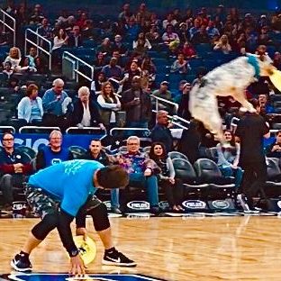 K9s In Flight - Homeless To High Flying - Frisbee Dog Show