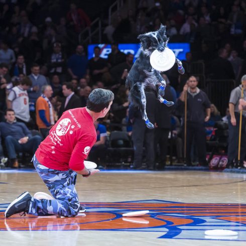 K9s In Flight - Homeless To High Flying - Frisbee Dog Show
