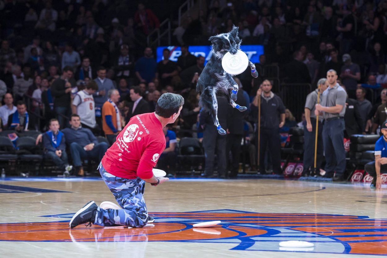 K9s In Flight - Homeless To High Flying - Frisbee Dog Show