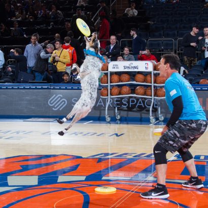 K9s In Flight - Homeless To High Flying - Frisbee Dog Show