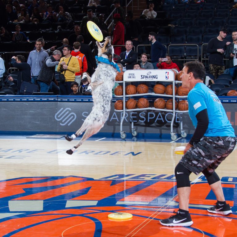 K9s In Flight - Homeless To High Flying - Frisbee Dog Show