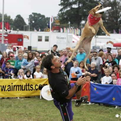 K9s In Flight - Homeless To High Flying - Frisbee Dog Show